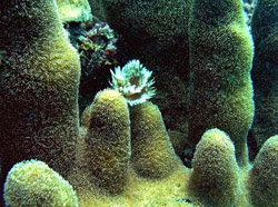 Fuzzy Pillar Coral